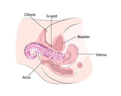 Illustration of female anatomy labelled with Clitoris, G-Spot, Bladder, Uterus and Anus showing the location and how to use the sacred squirter glass pleasure wand.